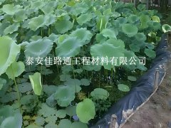 魚(yú)蝦養(yǎng)殖防滲膜為何選糙面？這些優(yōu)勢(shì)很關(guān)鍵