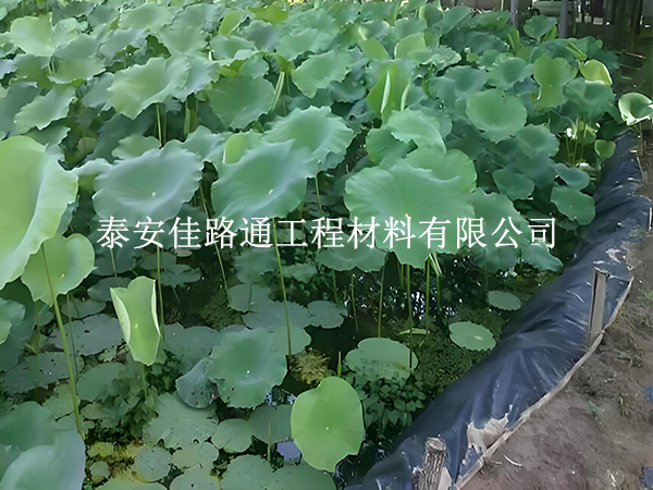 魚蝦養(yǎng)殖防滲膜為何選糙面？這些優(yōu)勢(shì)很關(guān)鍵
